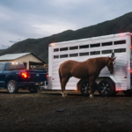 The 2026 Ford F-150 pulling a horse trailer